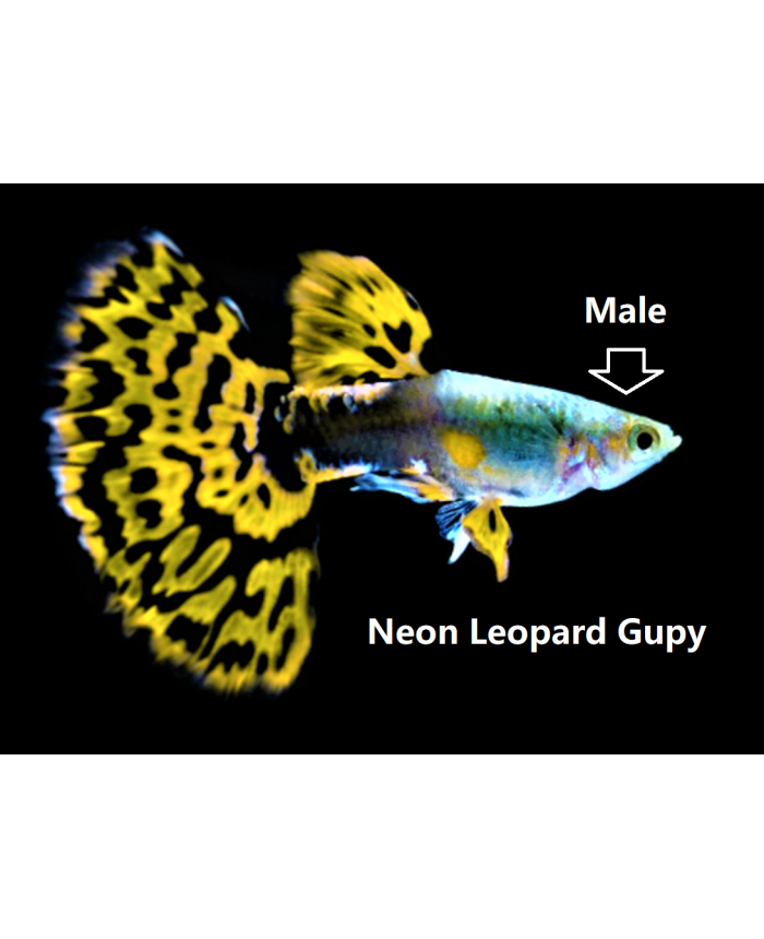 Mini Neon Leopard <em>Guppy</em>