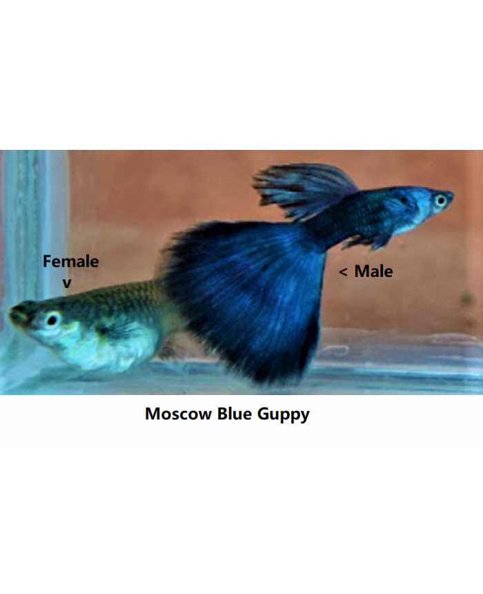 Moscow Blue <em>Guppy</em>