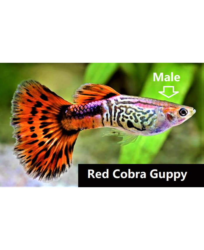 Red Cobra <em>Guppy</em>
