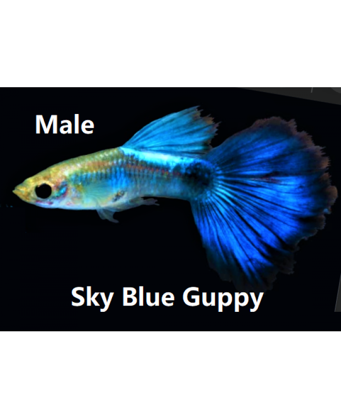 Sky Blue <em>Guppy</em>
