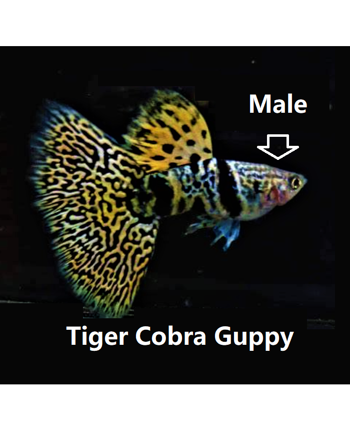 Tiger Cobra <em>Guppy</em>