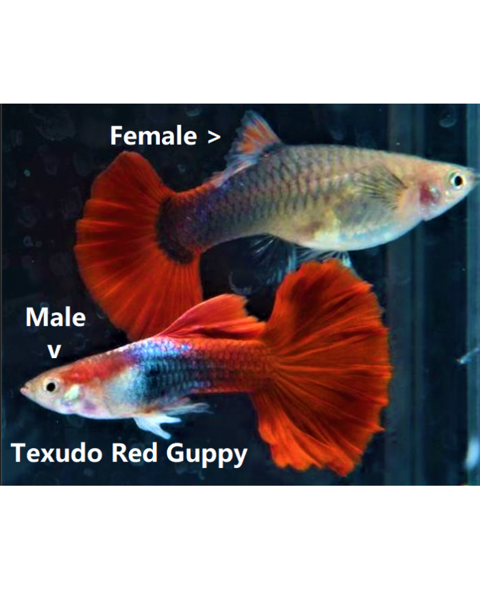 Tuxedo Red <em>Guppy</em>