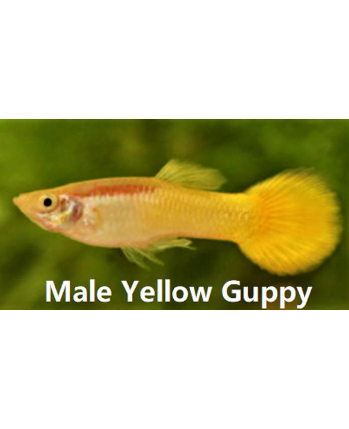 Yellow <em>Guppy</em>