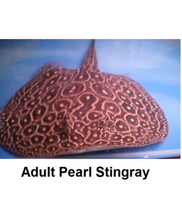 Juvenile Pearl <em>Stingray</em> @ +/-12cm size
