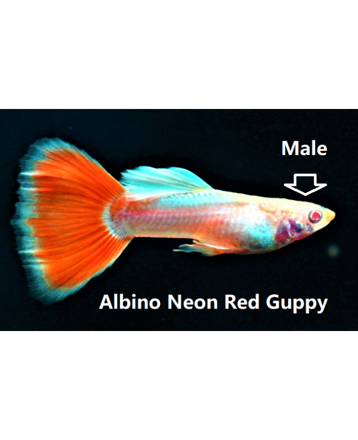Albino Red Eye Neon Red <em>Guppy</em>