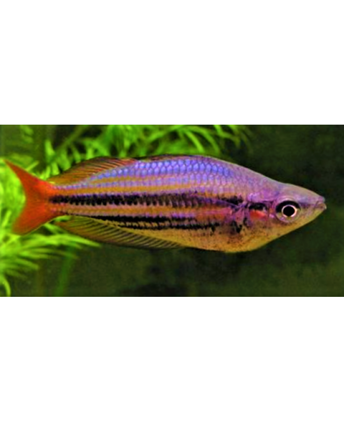 Australian <em>Rainbow Fish</em>