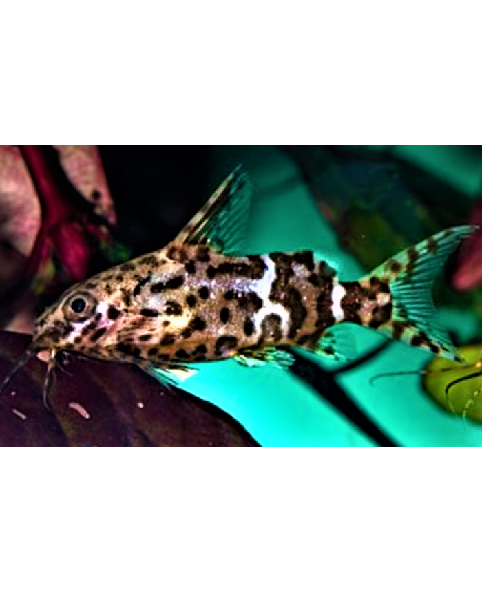 Blotched Upside-Down Catfish