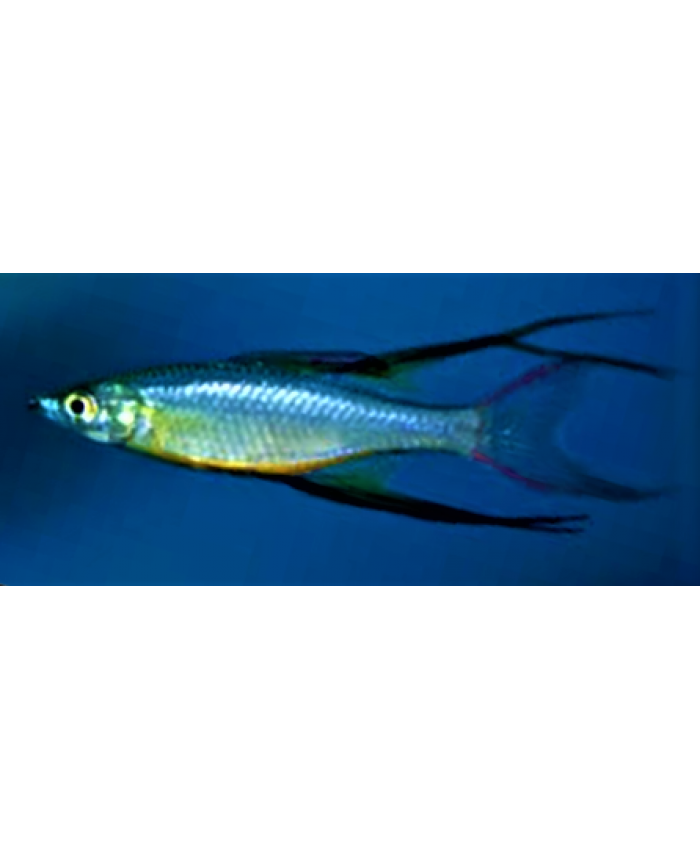 Blue ThreadFin <em>Rainbow Fish</em>