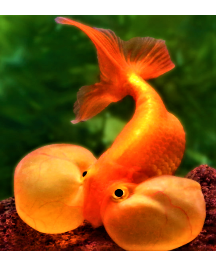 Bubble Eye <em>Goldfish</em>