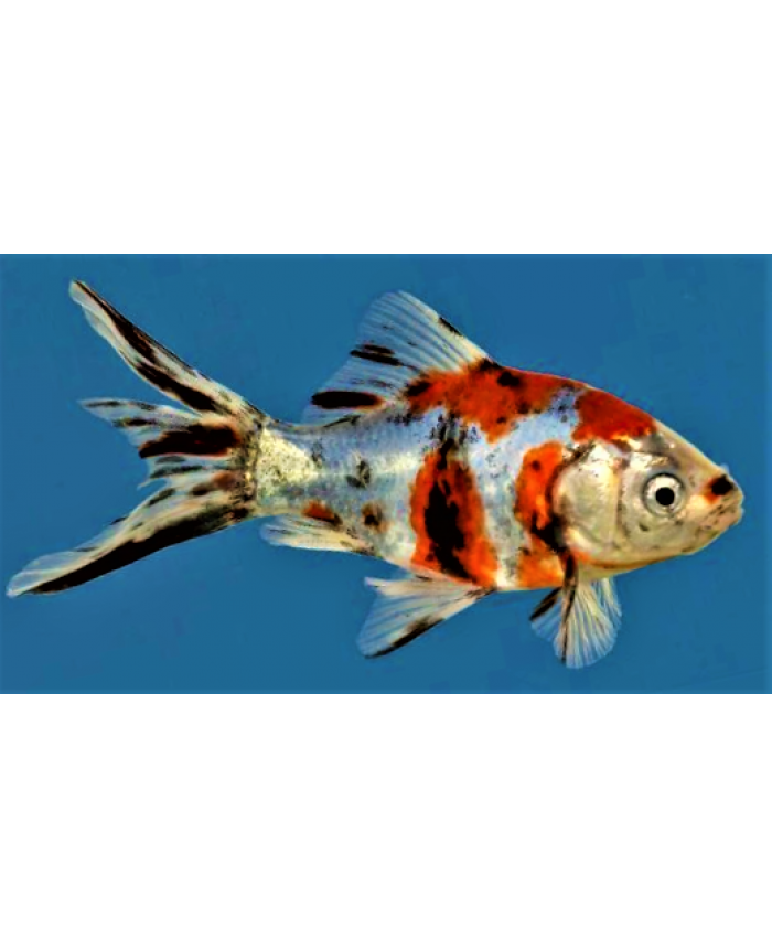 Calico Shubunkin <em>Goldfish</em>