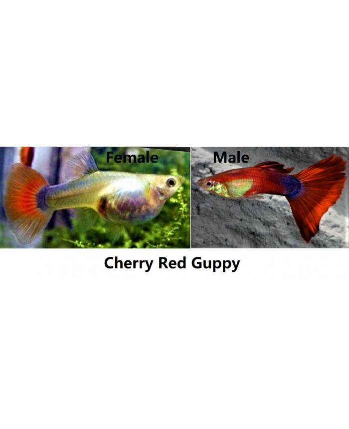 Cherry Red <em>Guppy</em>