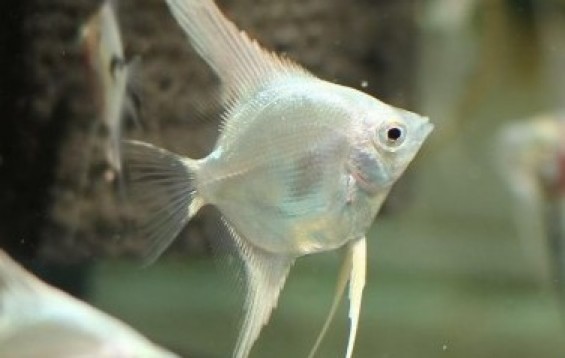 Platinum White Angelfish