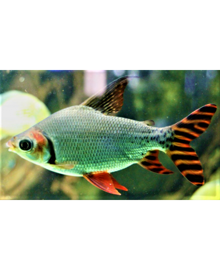 Fei Feng/ FlagTail Fish