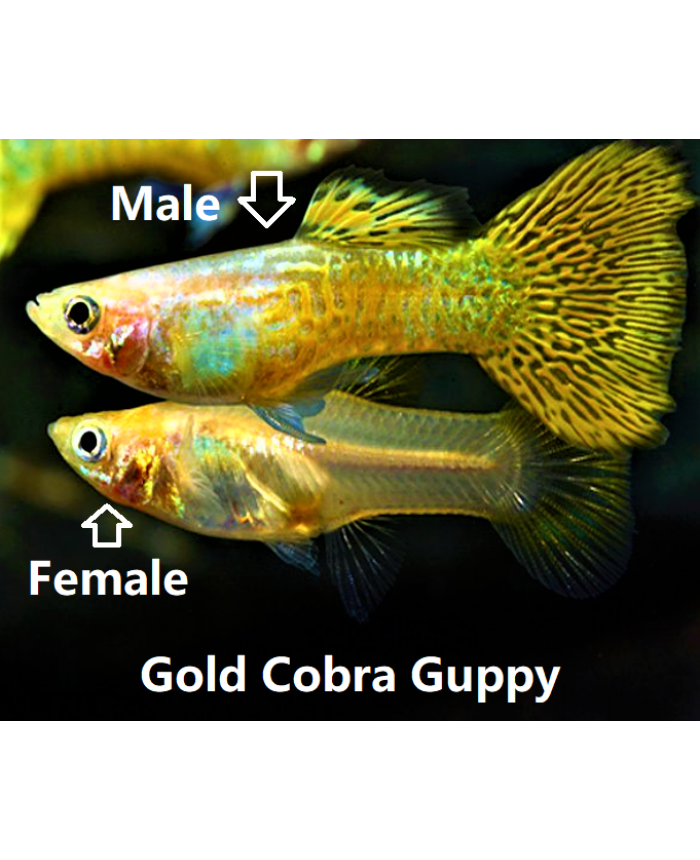 Gold Cobra <em>Guppy</em>
