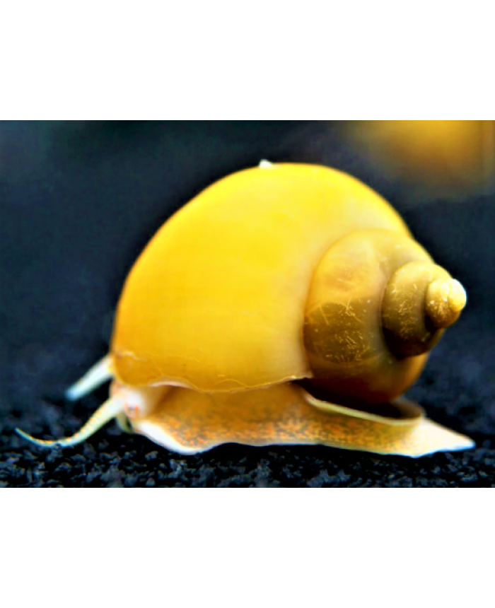 Golden Apple <em>Snail</em>