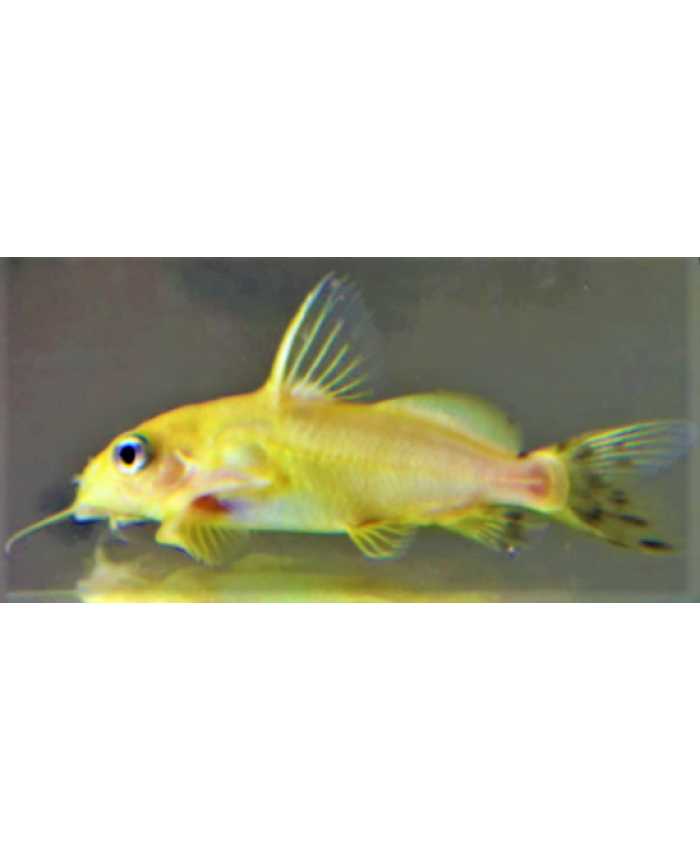 Golden Upside Down Catfish