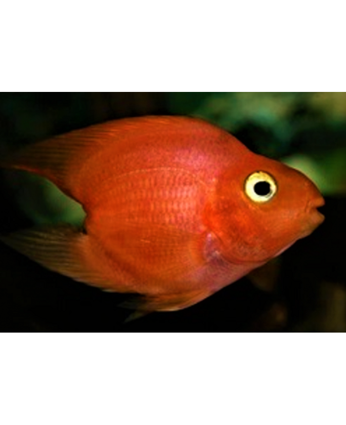 Heart- Shape Parrot Fish