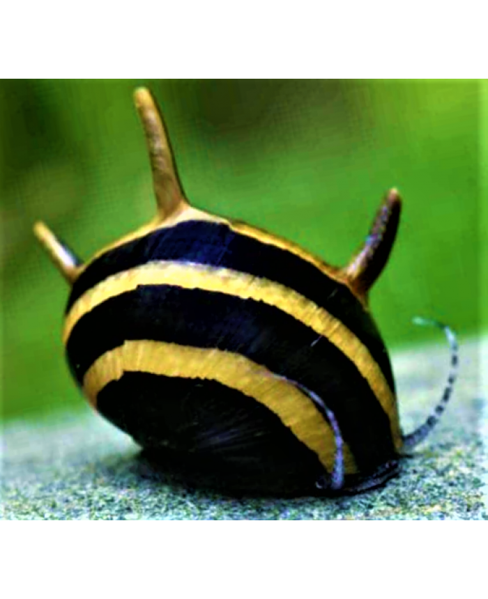 Horned Nerite <em>Snail</em>