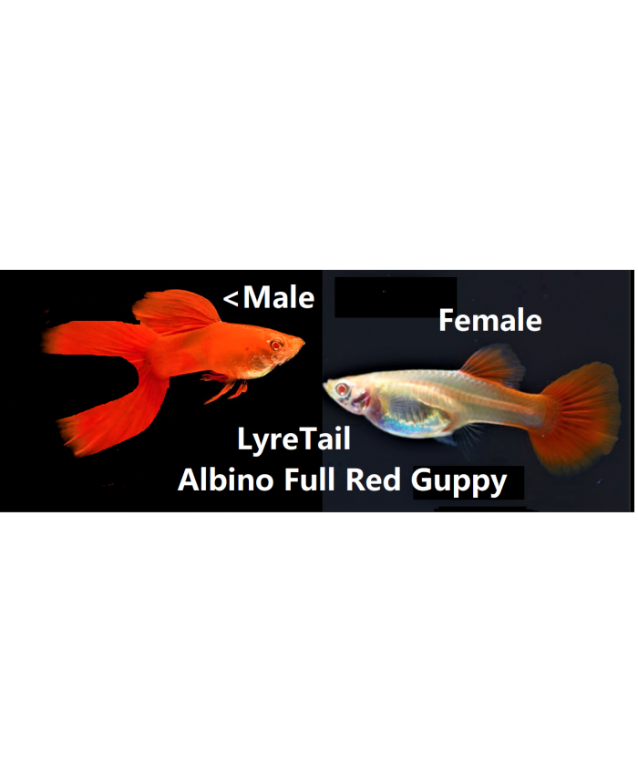 Lyretail Albino Red Eye - Full Red <em>Guppy</em>