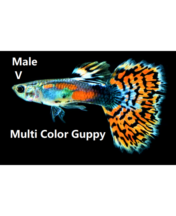 Multi Color <em>Guppy</em> 