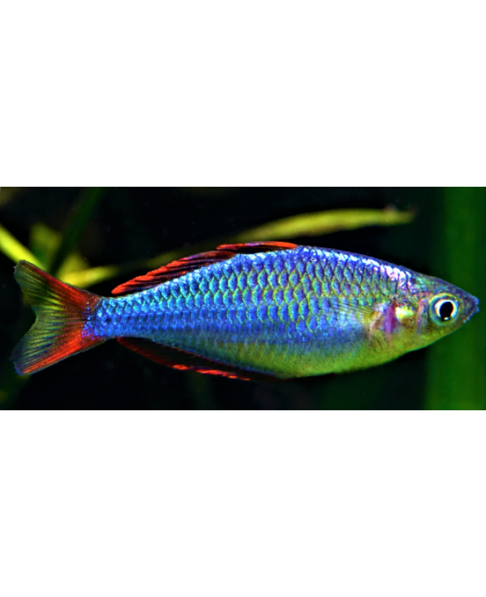 Neon Dwarf <em>Rainbow Fish</em>
