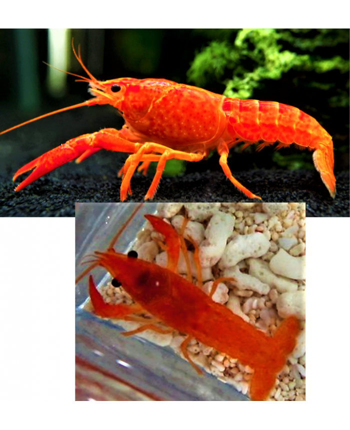 Neon Full Red Crayfish/Lobster