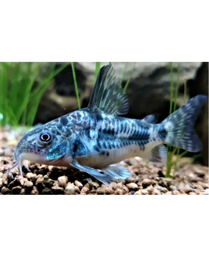Buy Peppered Cory OTF Aquarium from Largest Online Aquarium Fish