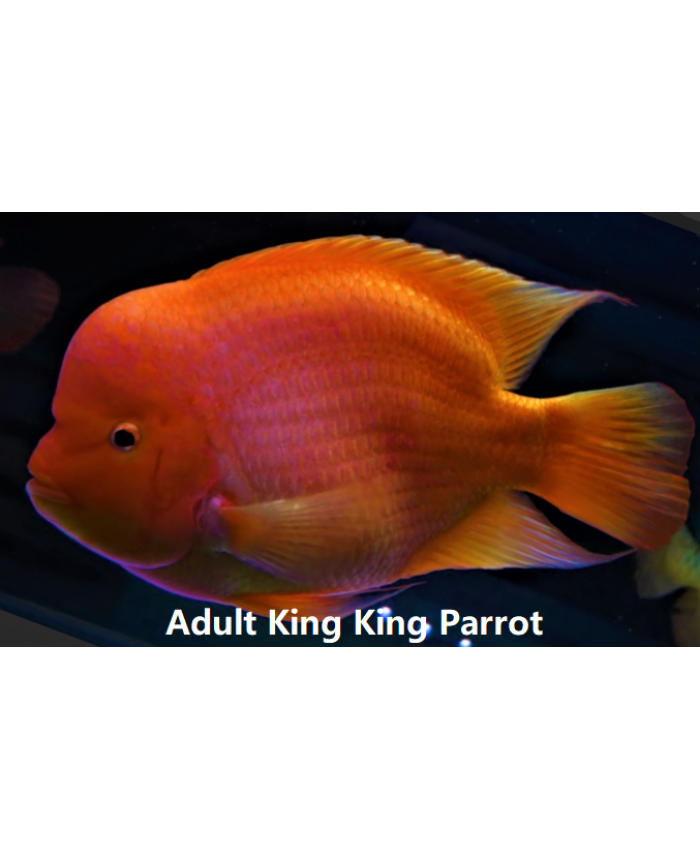 Red King Kong Parrot fish