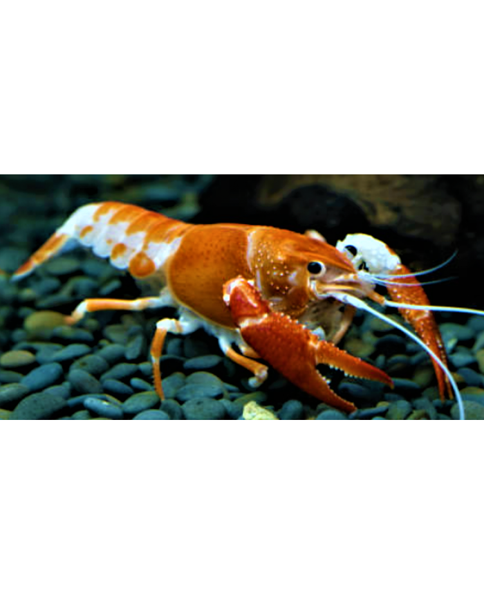 Red & White Crayfish/Lobster