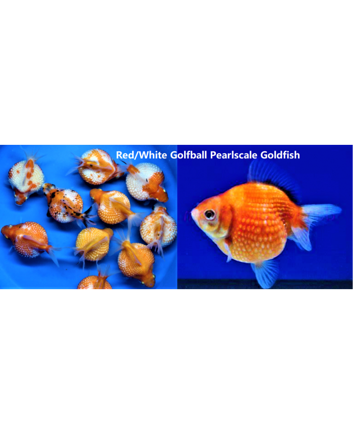 Red/White Golfball Pearlscale <em>Goldfish</em>