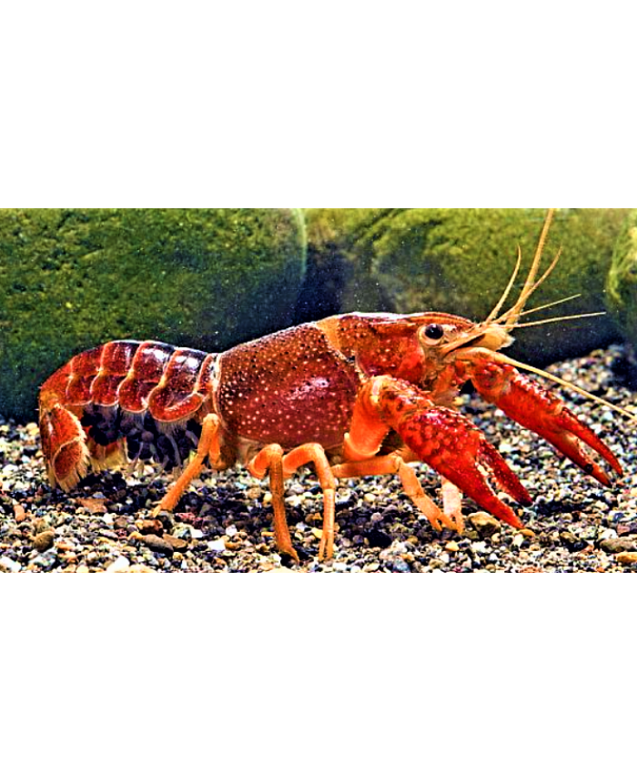 Red Crayfish/<em>Lobster</em>