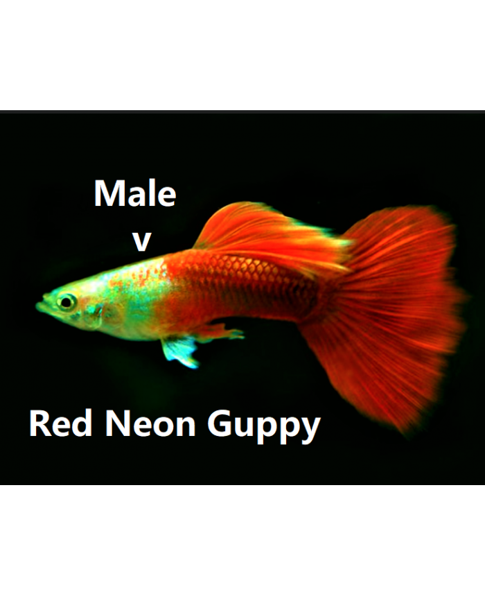 Red Neon <em>Guppy</em>