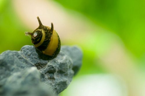 Horned Nerite <em>Snail</em> ( OO-0613 )