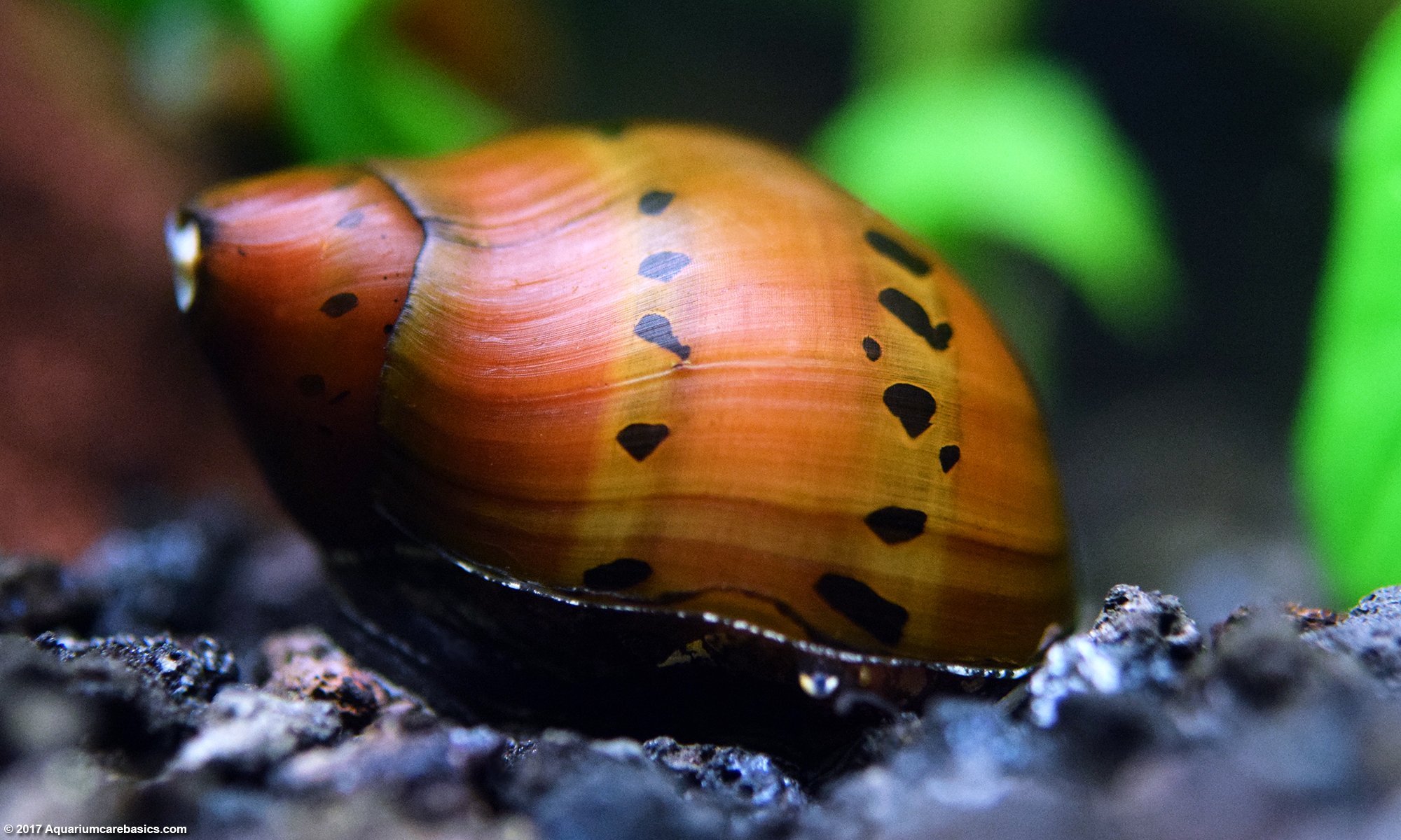 Spotted Nerite <em>Snail</em> ( OO-0616 )