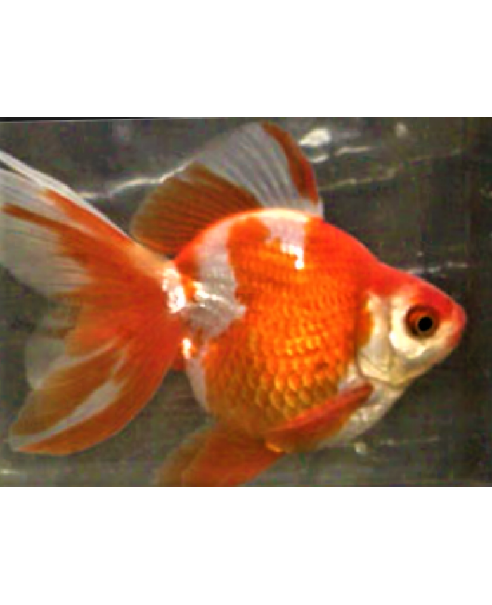 Ryukin <em>Goldfish</em>
