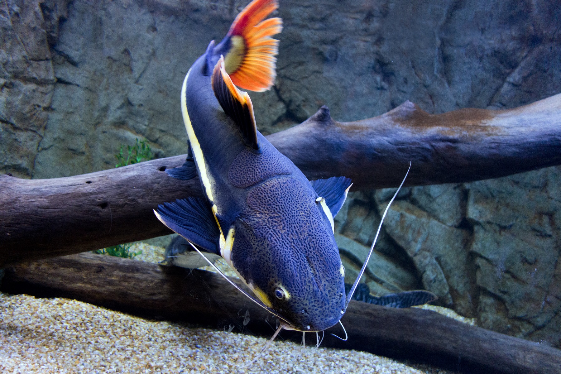 Red-Tail <em>Catfish</em> (2.5 feet)