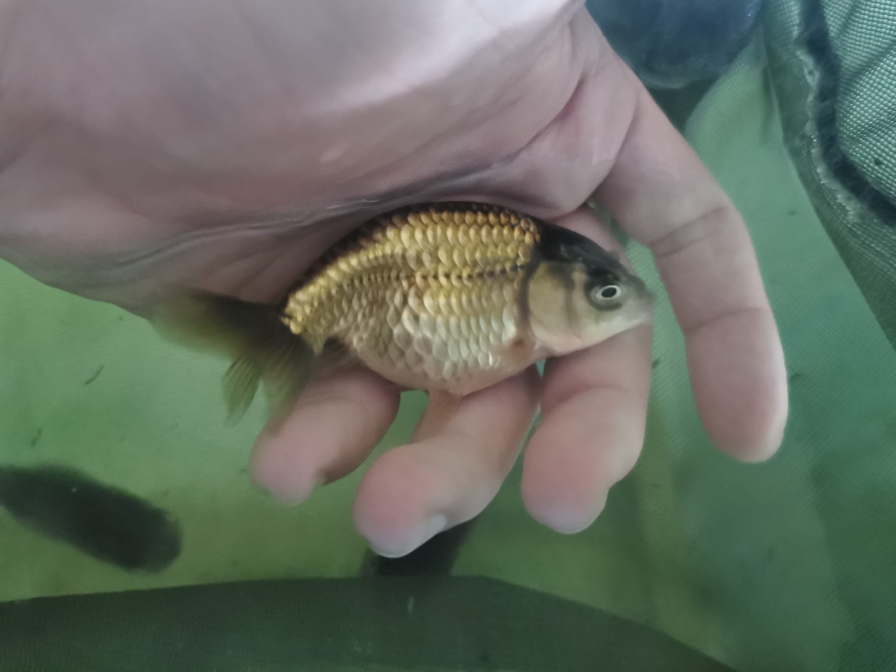 China Black Ranchu <em>Goldfish</em> 3 inch