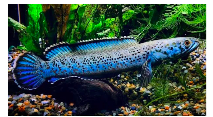 <em>Channa</em> sp. Meghalaya Blue Leopard