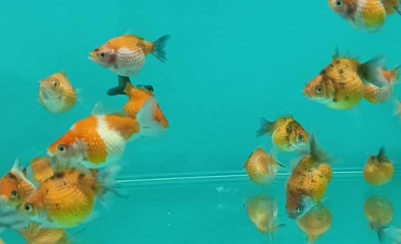Pearl Scale <em>Goldfish</em> GG-0567