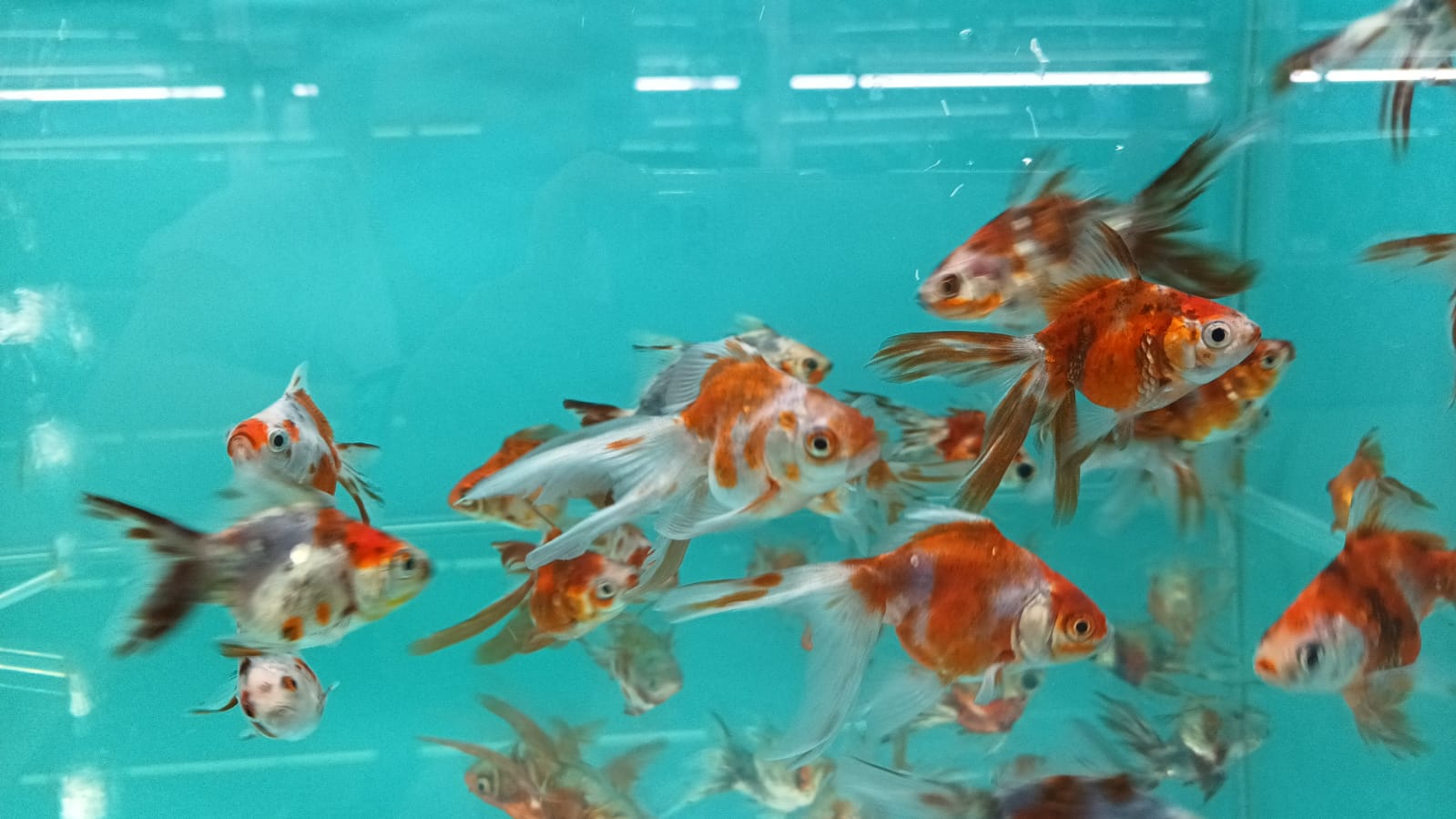 Calico Ryukin <em>Goldfish</em> GG 1541