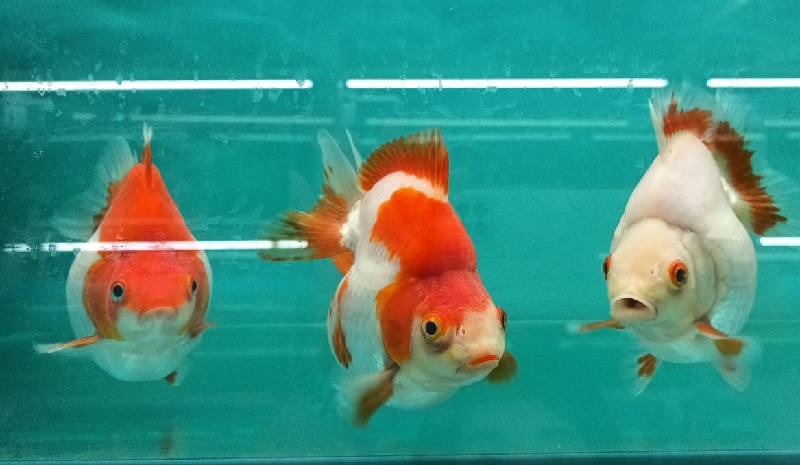 Red and White Ryukin <em>Goldfish</em> (Short tail) GG 2007