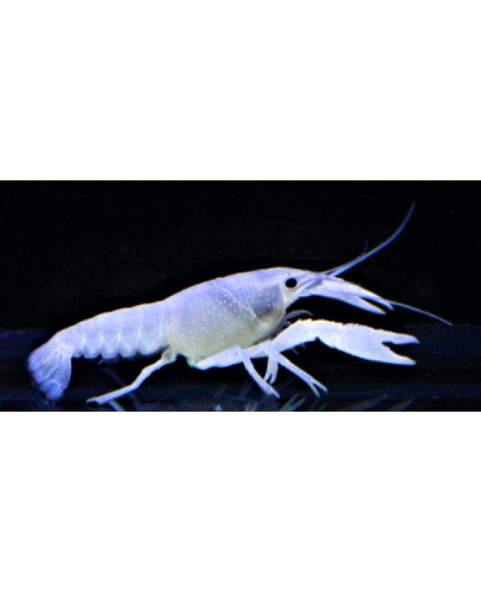 White Crayfish/<em>Lobster</em>