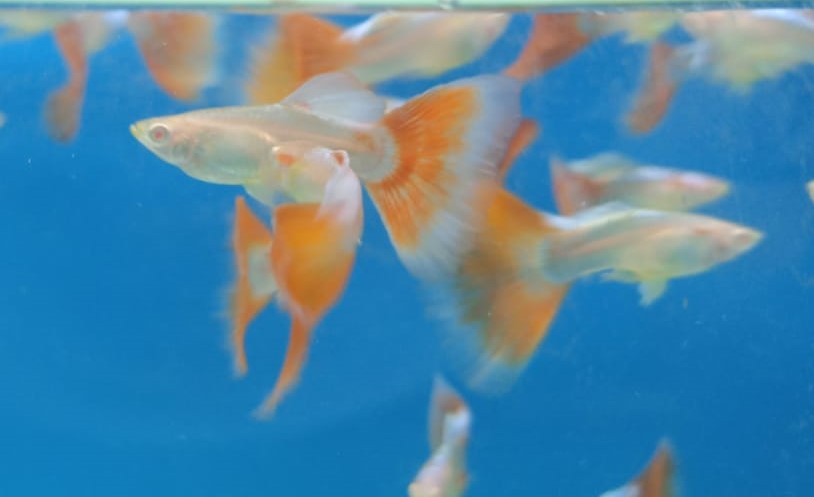 Diamond Head Neon Tetra. – Bay Bridge Aquarium