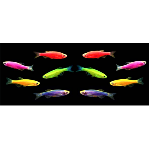 Assorted Mixture GloFish <em>Danio</em>