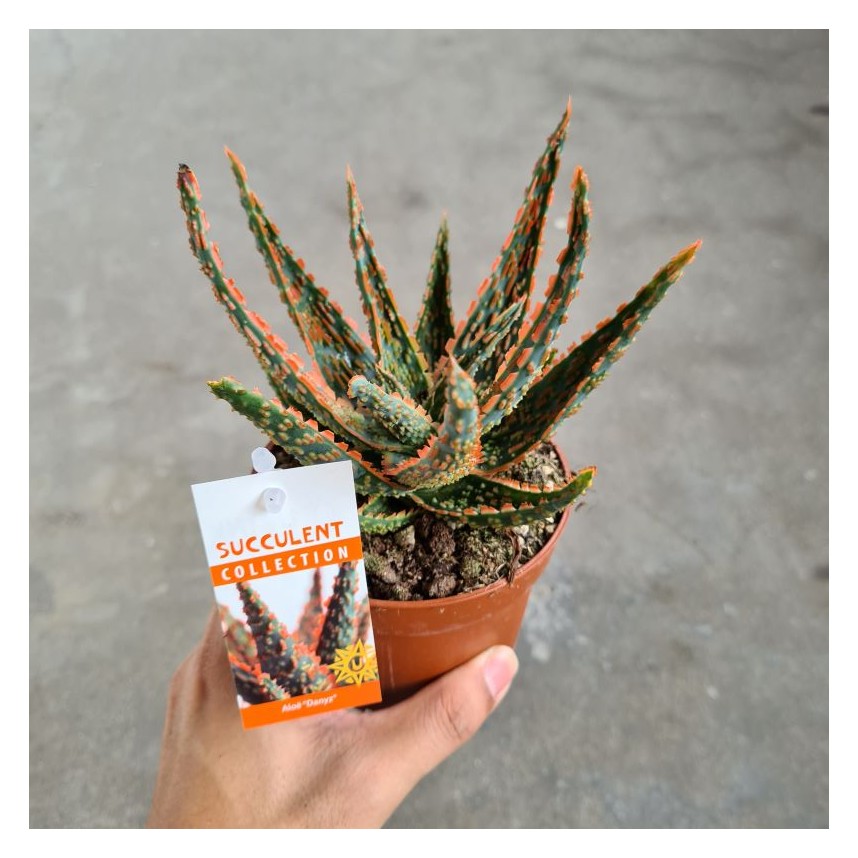 Buy Aloe dannyz | The Green Capsule from Largest Online Aquarium Fish Store  In Singapore