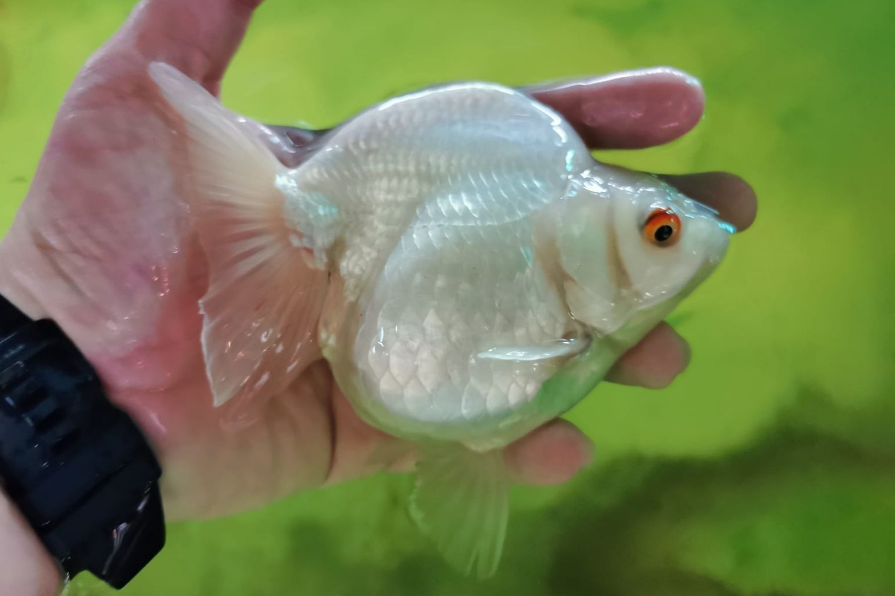 White Ryukin <em>Goldfish</em>