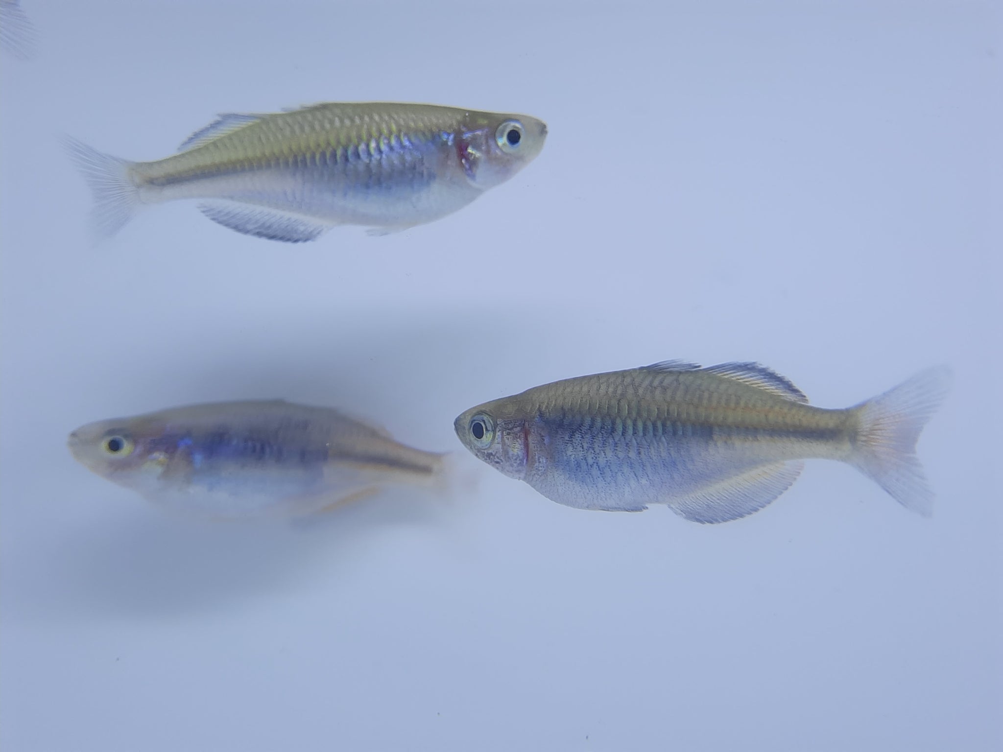 Boosemani <em>Rainbowfish</em> 4-5cm X 5pc