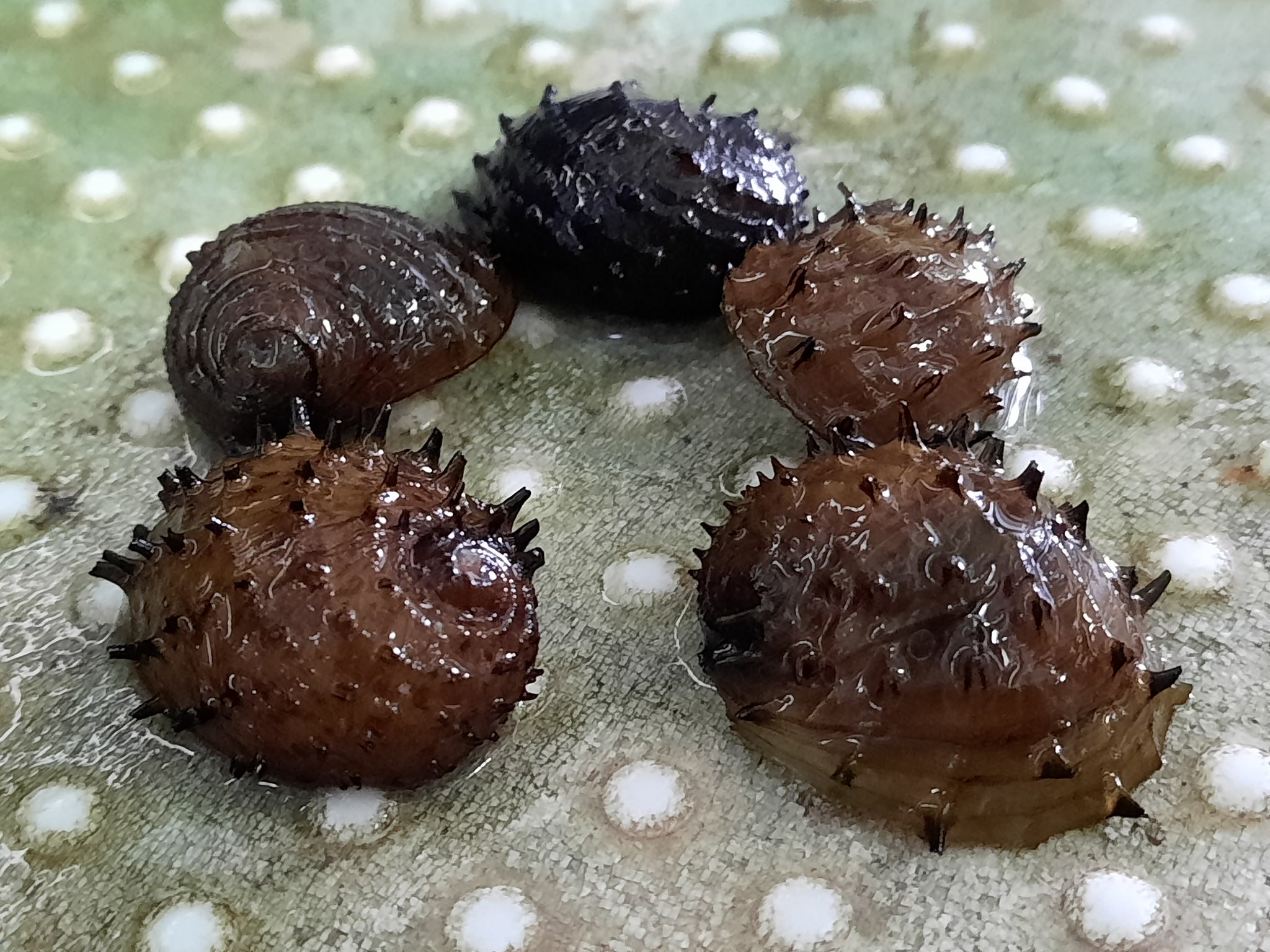 Sea mine <em>snails</em> 1.5-2cm x 5pc