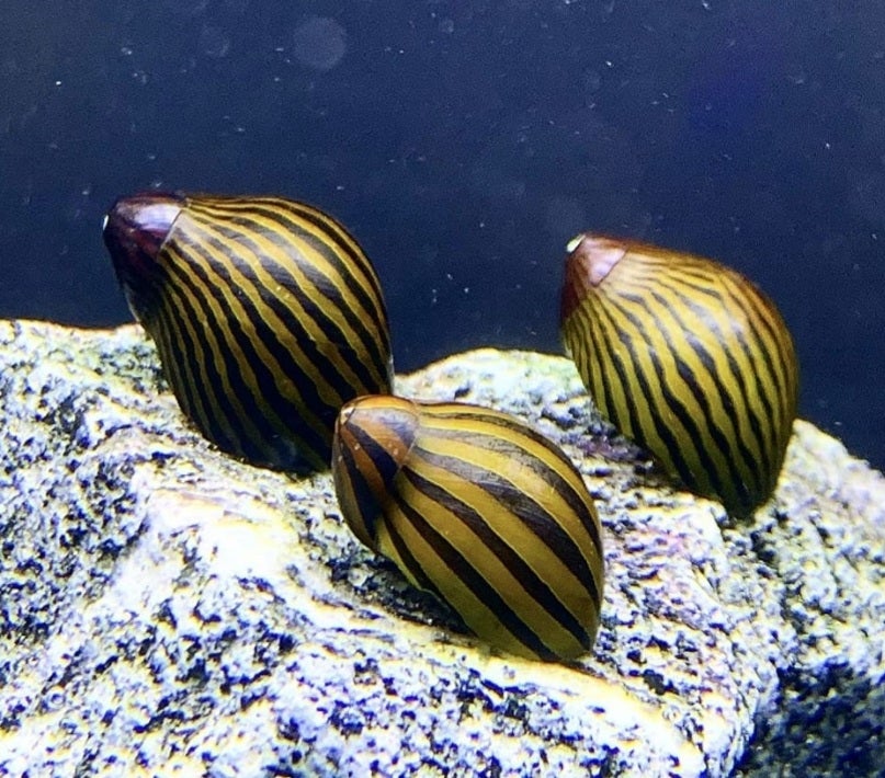 Zebra <em>snails</em> 1.5cm x 5pc