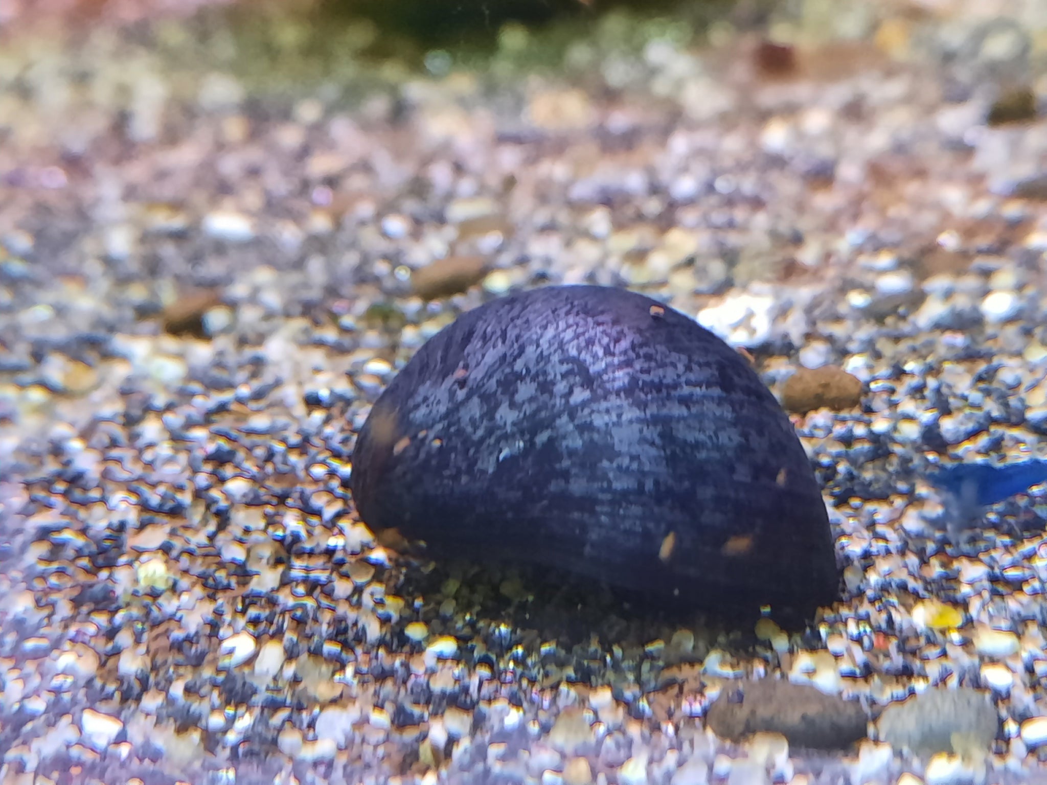 Purple helmet <em>snail</em> x 5pc